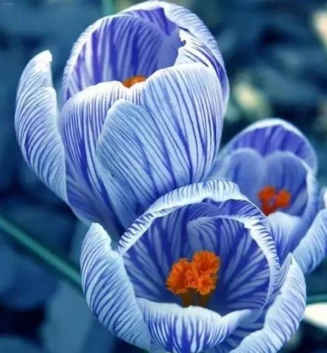 很罕见的一种花儿~ 明明是蓝色的,为什么要叫番红花~ 正在看着你的