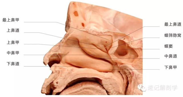 其中位于鼻中隔前下部的粘膜,血管丰富,称易出血区.