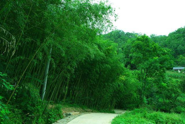 感恩教师节|栾川王府竹海景区送福利啦!