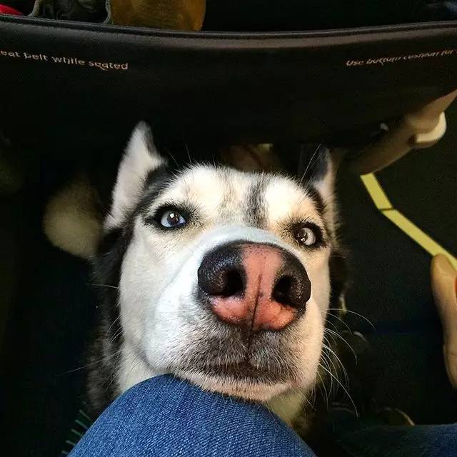 二哈也能当搜救犬?这只哈士奇颠覆了我的认知