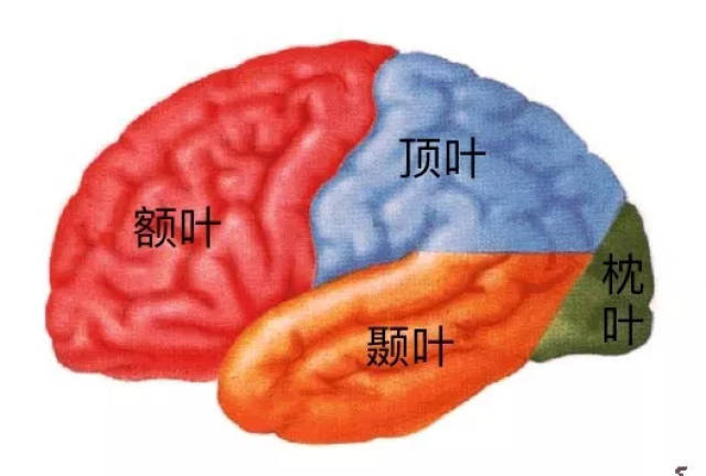 分为端脑, 间脑, 中脑, 小脑 ,延脑,又称五部脑.