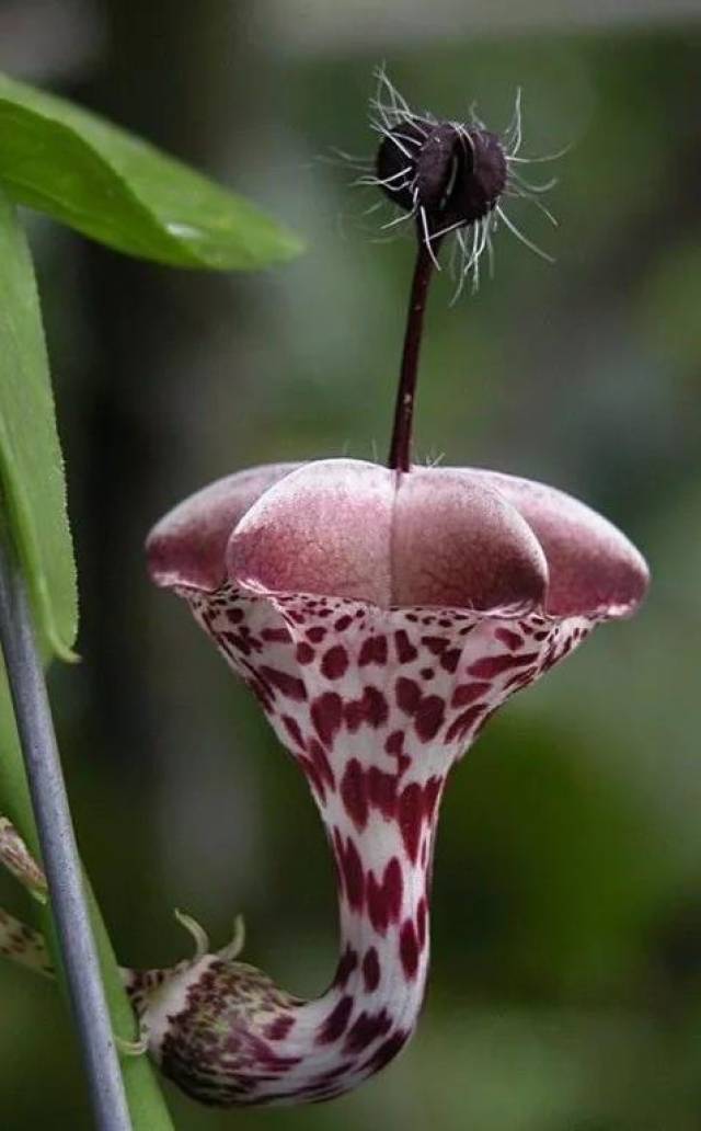 非洲白鹭花不像别的植物那样喜爱水土肥美的地方,它只生长在非洲南部