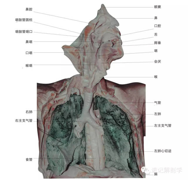 速记解剖歌诀及注释(超级精华)——呼吸系统