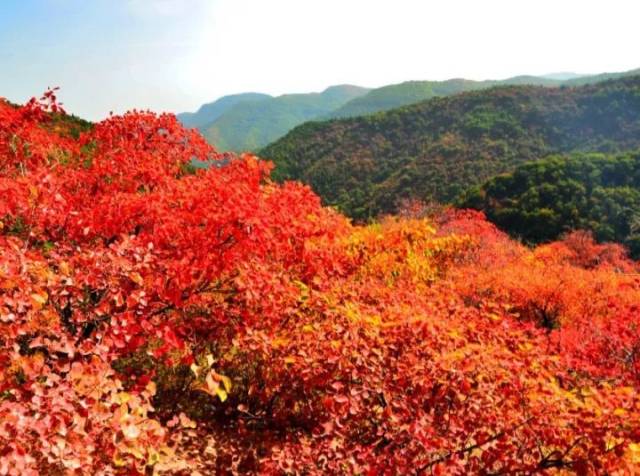 北京香山枫树红叶