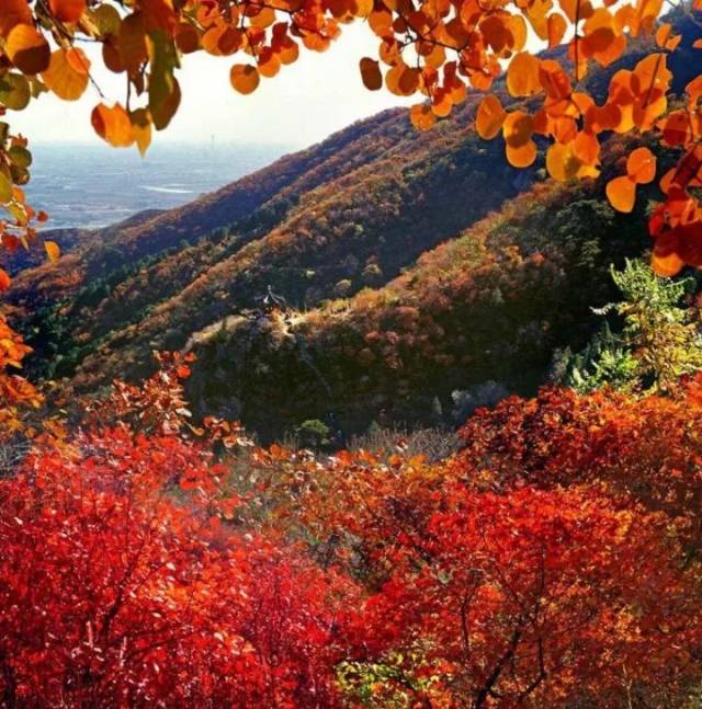 北京香山枫树红叶