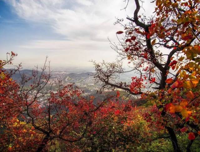 北京香山枫树红叶