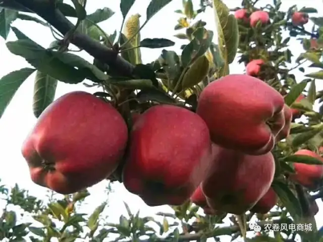 有一个大大的果蒂(就是上图凹陷下去的小孔),越是成熟的苹果,果蒂越大