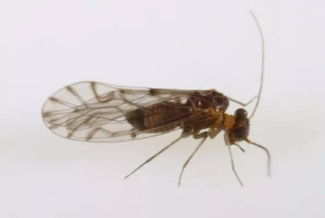 ae 赤螨 提示存在废水污染 psychodidae drosophilidae phoridae 蚤蝇