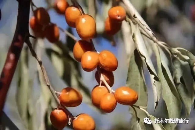 又到了沙枣成熟的季节