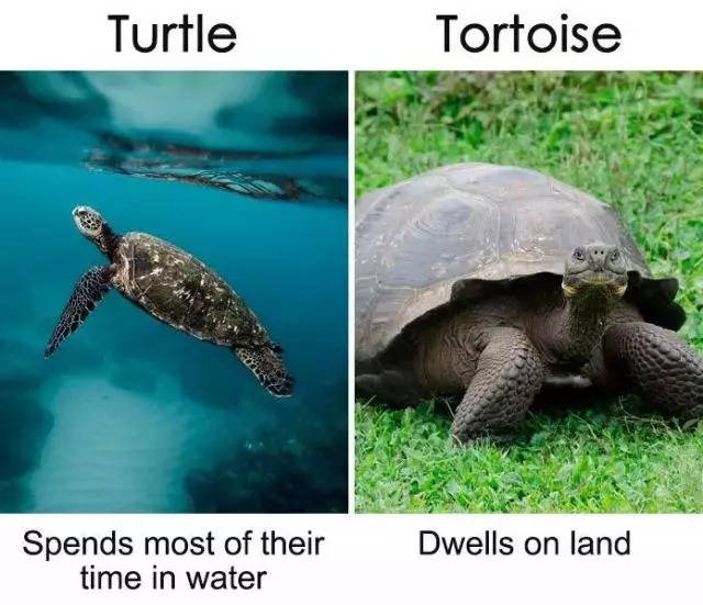 2 海龟和乌龟  turtle:多数时间都待在水里 tortoise:居住在陆地上 3