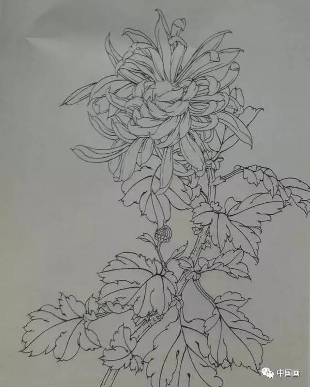 这是我见过最好的工笔菊花画法(附线描画谱)!