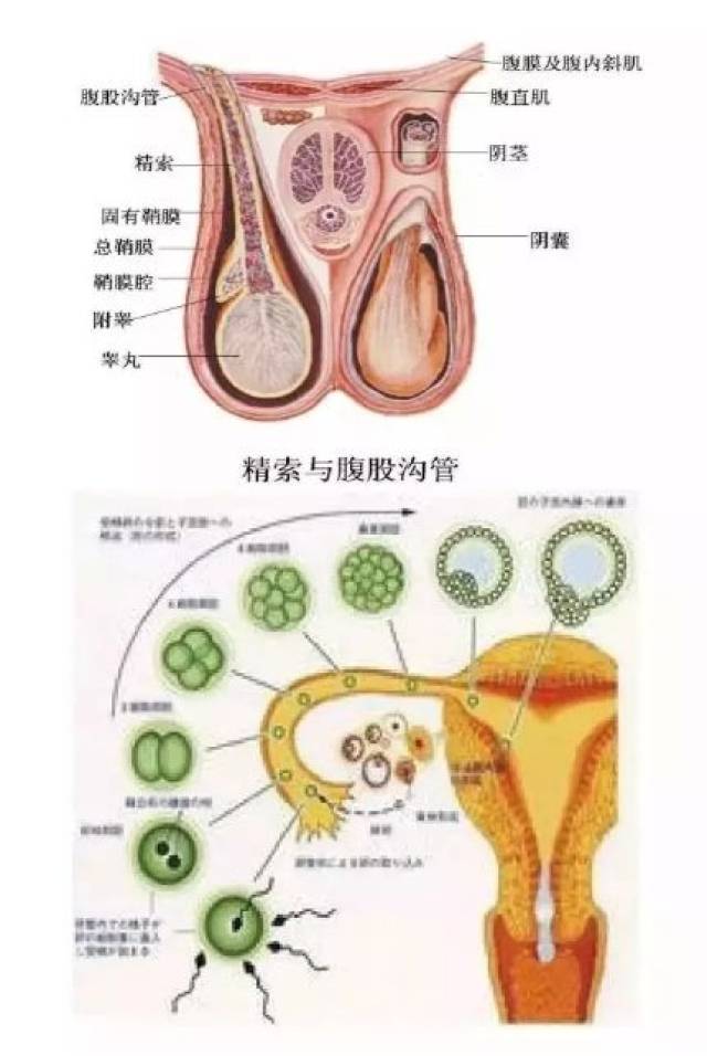 纳美的八大腺体颈龄回春法,打造颈部护理盛宴