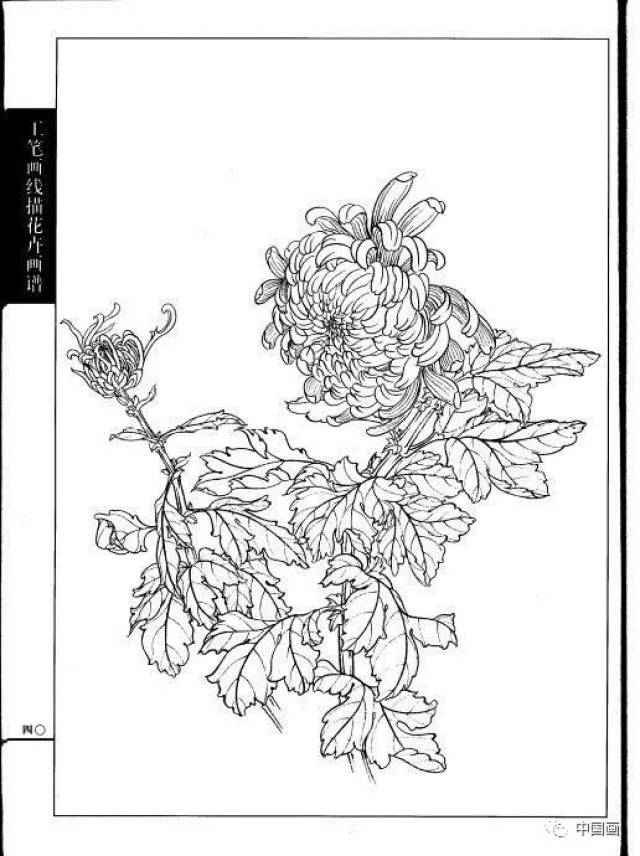 这是我见过最好的工笔菊花画法(附线描画谱!