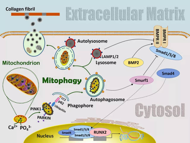 advanced science:线粒体自噬在干细胞成骨分化中的作用——解密50年