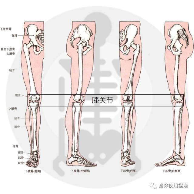 膝关节超伸不是膝的问题│身体使用指南