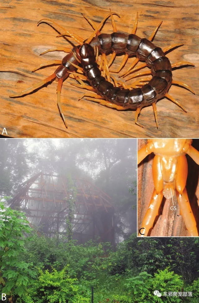 【东邪图鉴】老挝巨型水陆两栖蜈蚣scolopendra cataract sp. n.