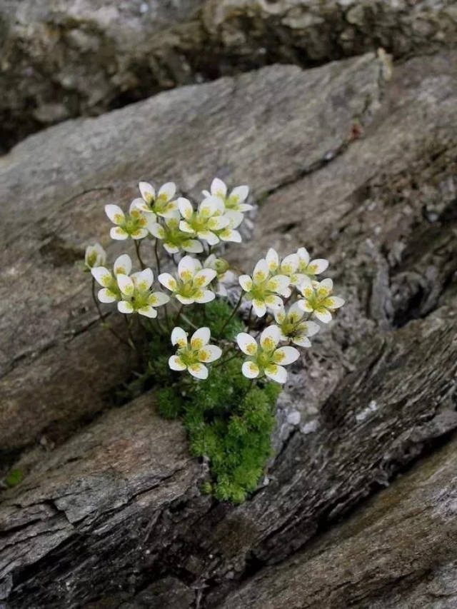 罅隙里开出的花……绝处逢生