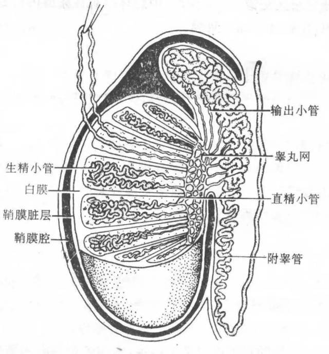 显微镜下睾丸取精术,你该知道的