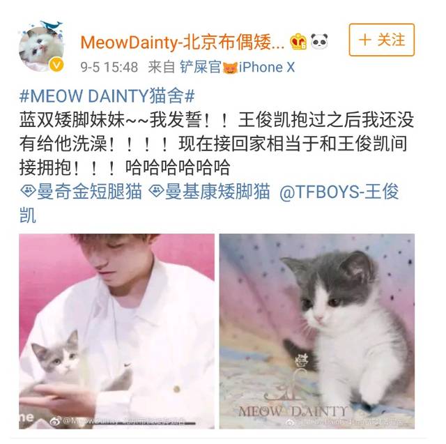 被王俊凯抱过的这只猫,主人不再给它洗澡!抱猫咪就是间接抱俊凯