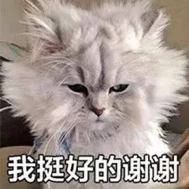 最近很火的40张猫咪表情包