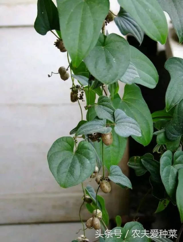 5,山药豆发芽了,扔进盆里,也会结出慢慢的山药豆,还有山药哦