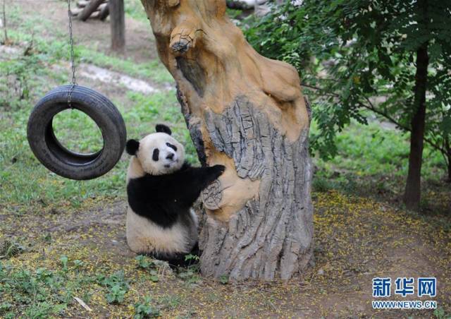 9月7日,在陕西省珍稀野生动物抢救饲养研究中心,大熊猫"善仔"在树下