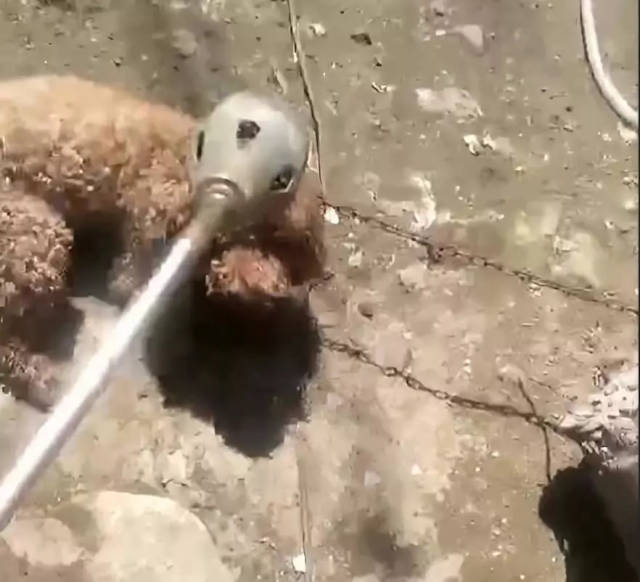一只泰迪犬被拴住,一男子用烤枪对小狗头部进行喷火,活生生的将其烧死