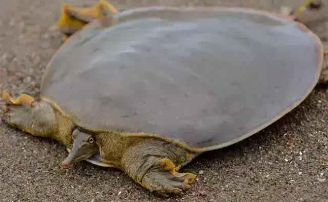 世界上十大最凶的乌龟, 第一名一不小心就能把船打翻