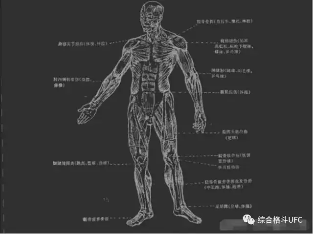 盘点成都最好的mma俱乐部,综合格斗如何打击人体要害?