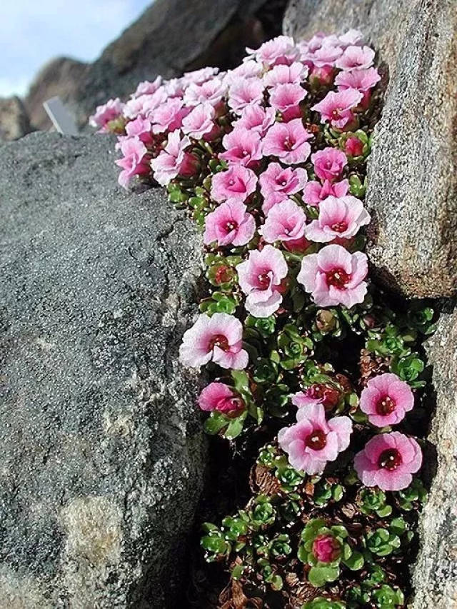 罅隙里开出的花……绝处逢生