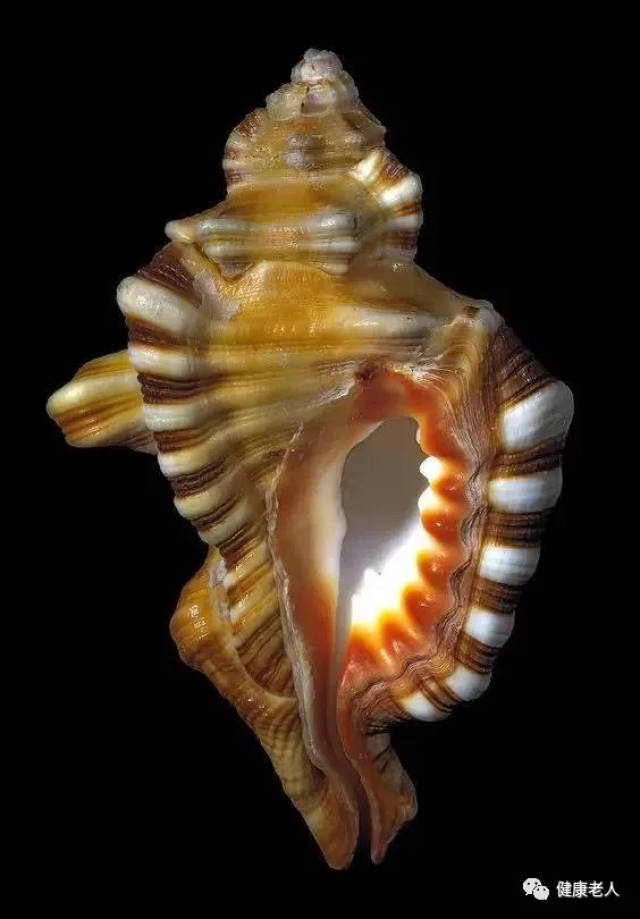 超美丽的海螺世界,罕见太罕见了 !