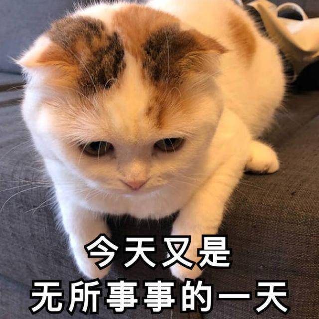 搞笑的猫咪表情包31张,拿去折腾男朋友吧