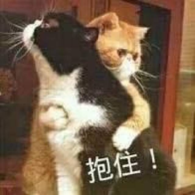 搞笑的猫咪表情包31张,拿去折腾男朋友吧