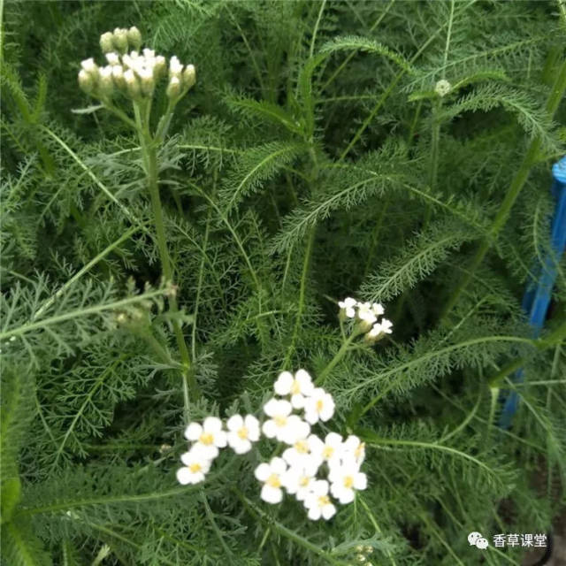 古人用来占卜的香草:西洋蓍草
