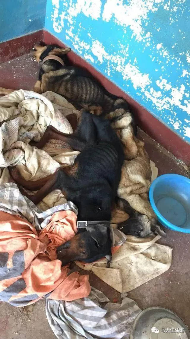 马犬被活活饿死,宠主非但不伤心,还说我乐意!
