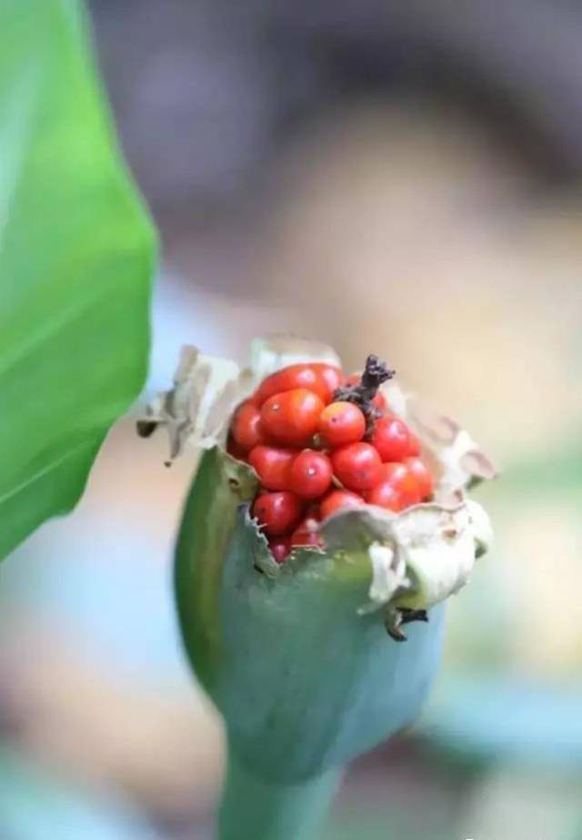 马蹄莲—花序 海芋—果实