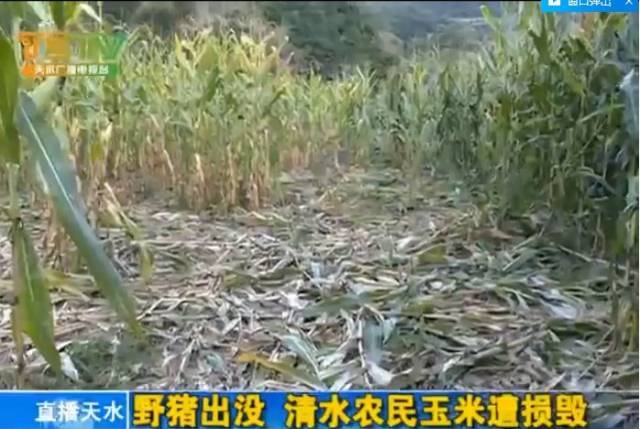 野猪出没,我市农民玉米遭损毁,林业局是这样回应的……【视频】(文末
