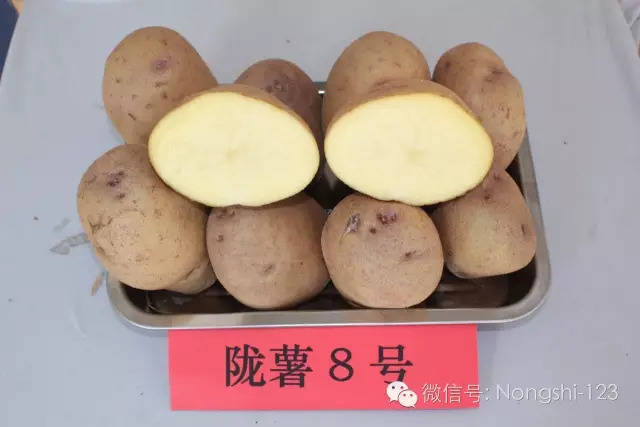 【薯品】马铃薯"陇薯8号"简荐