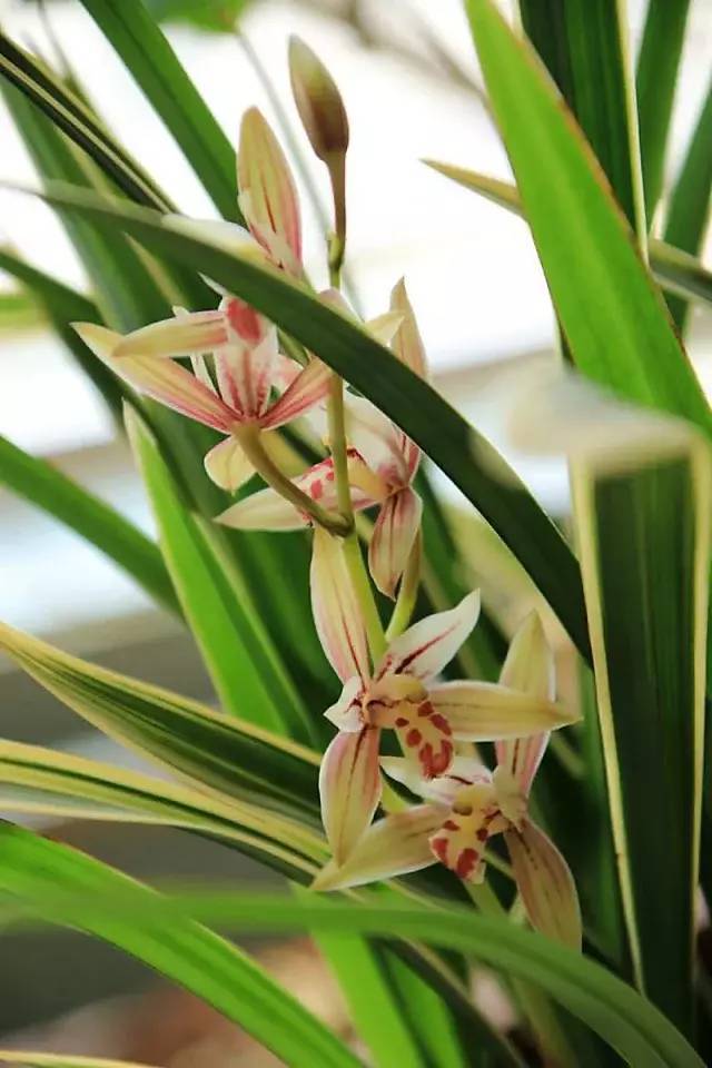 建兰彩虹兰花兰草四季兰浓香型盆景植物室内花卉绿植盆栽包邮