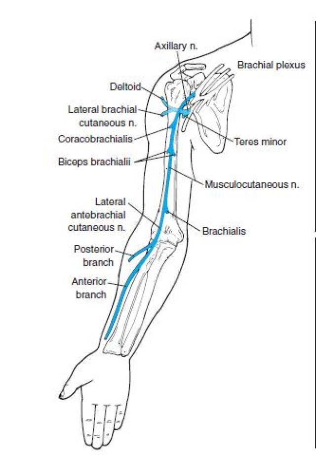 上肢周围神经的感觉支配区