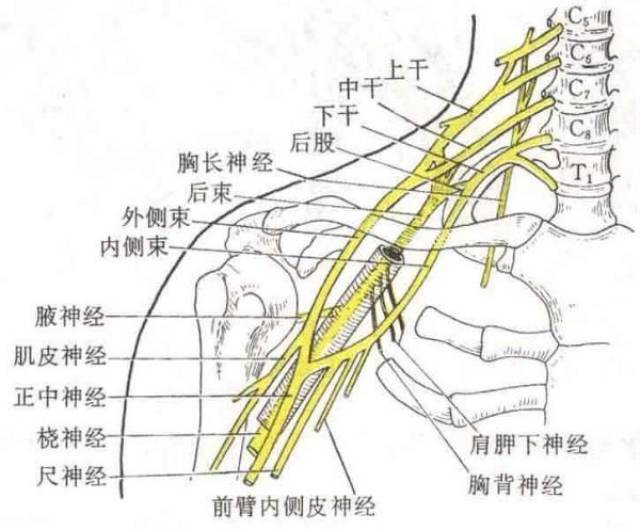 与传统依靠经验和神经刺激仪的臂丛神经阻滞相比