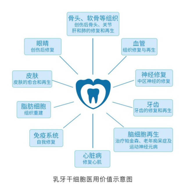 牙髓再生术刷屏,该了解一下牙髓干细胞了