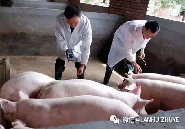 母猪怀孕前后到底该怎么打疫苗?