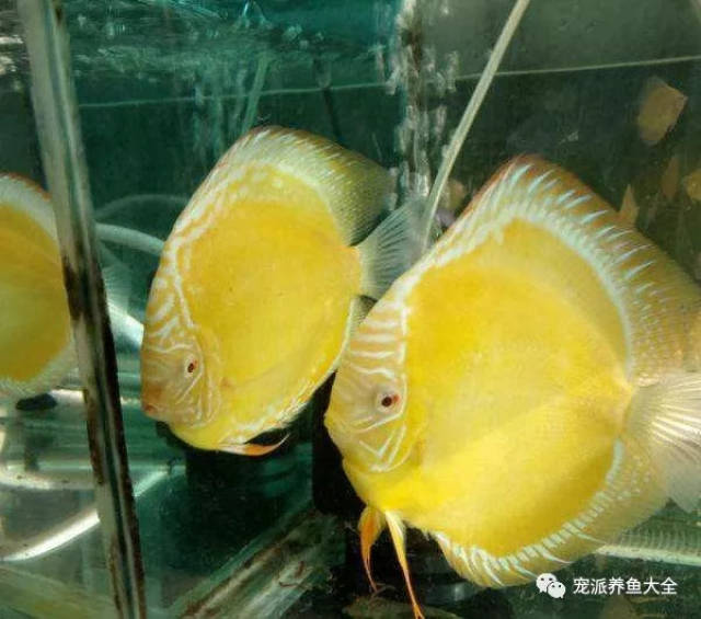 【每日一鱼】黄金七彩神仙,体色金黄,眼睛红色!