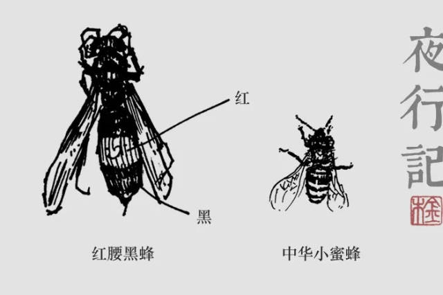 金木笔记中手绘的