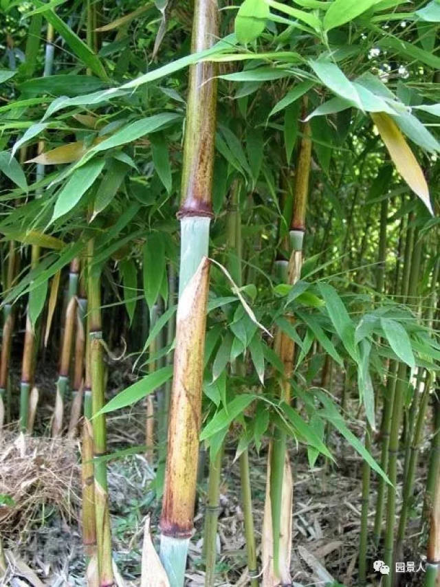 竹子的种植门道,你知道吗