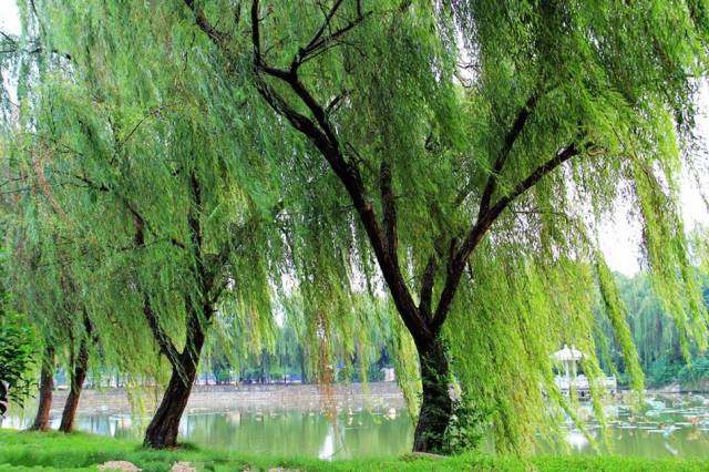 垂柳和杨树有什么区别?