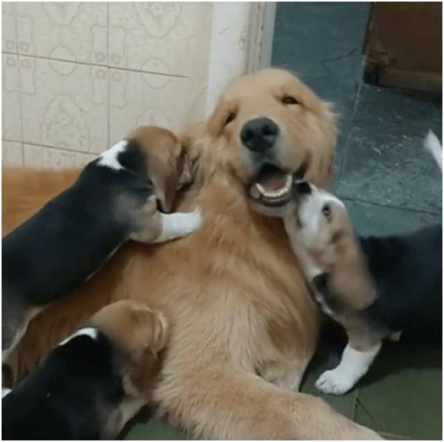 超暖心的金毛陪比格猎犬玩耍,金毛被欺负了还一脸笑呵呵的_手机搜狐网
