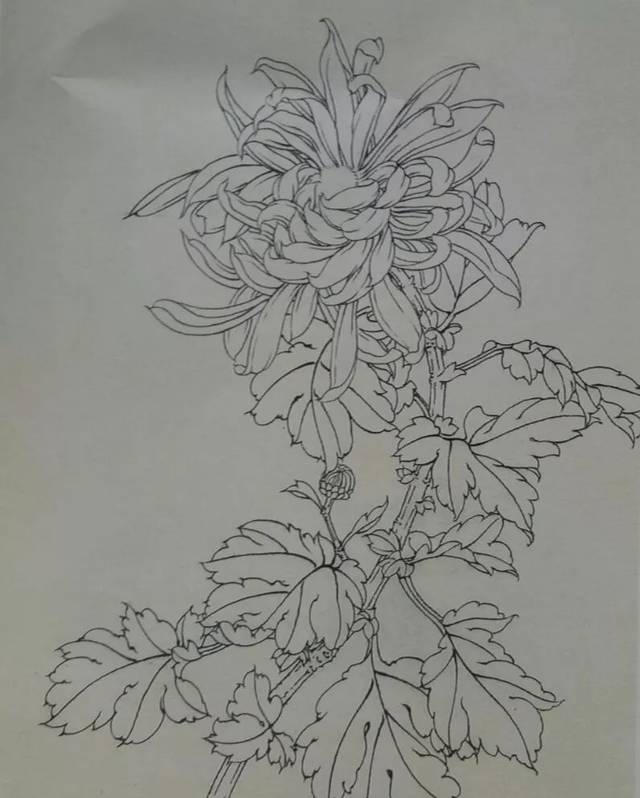 这是我见过最好的工笔菊花画法(附线描画谱)!