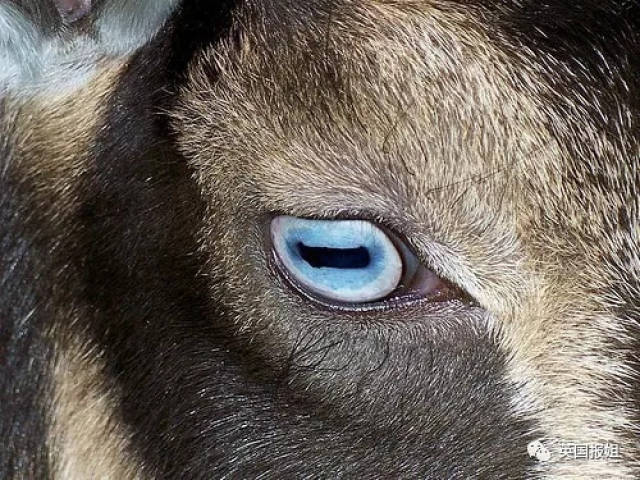 如果你仔细看山羊的眼睛,会发现它们的瞳孔,是 长条型的.